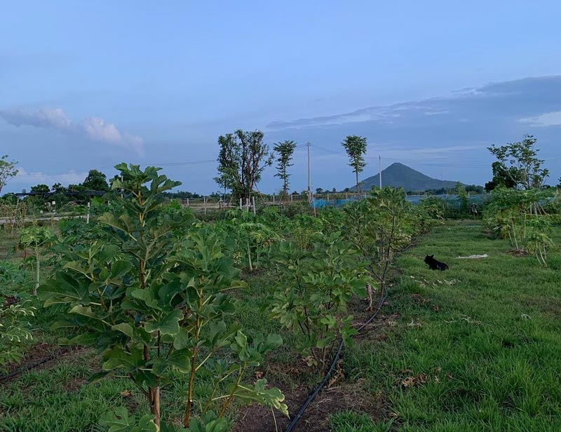 เพ็ชร ฐกฤต