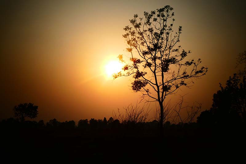 ข้าวผัดกุ้ง 