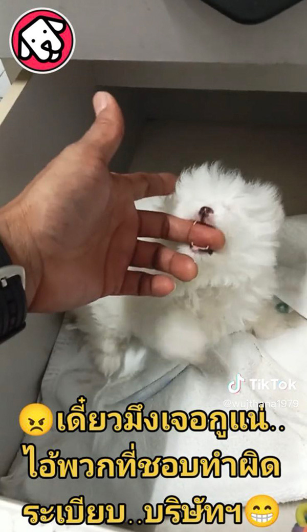 หนุ่มทรงโหด แฉคนทำผิดกฎ แอบเอาหมามาเลี้ยงที่ทำงาน 