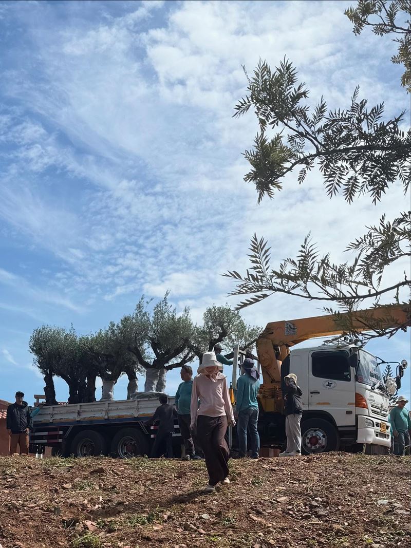 ญาญ่า อุรัสยา ซื้อต้นมะกอกปลูกที่บ้านเขาใหญ่