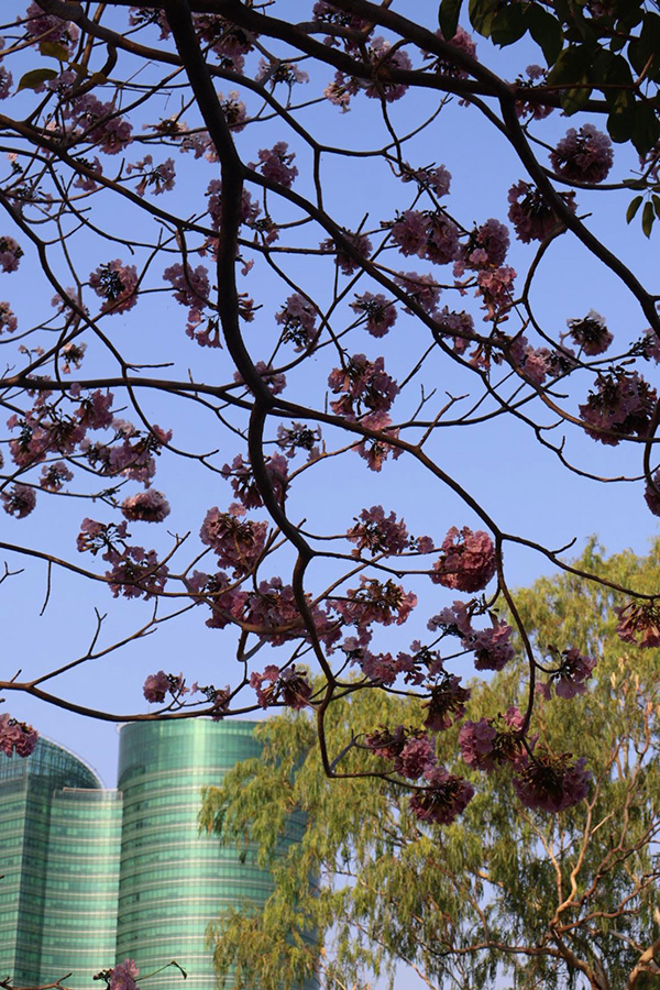 ชมพูพันธุ์ทิพย์ สวนรถไฟ 2569