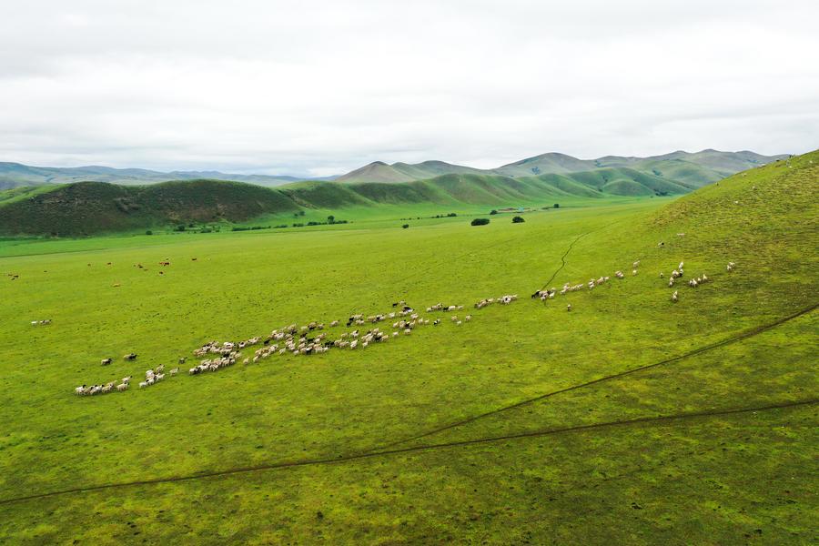 ทุ่งหญ้ามองโกเลีย