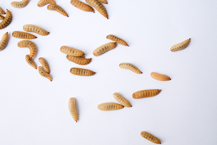 หนอนแมลงวัน