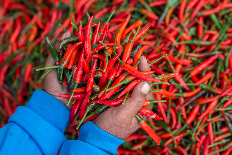 วิธีลดอาการแสบร้อนจากพริก หั่นพริกอย่างไร ไม่ให้แสบมือ เคล็ดลับทำอาหาร