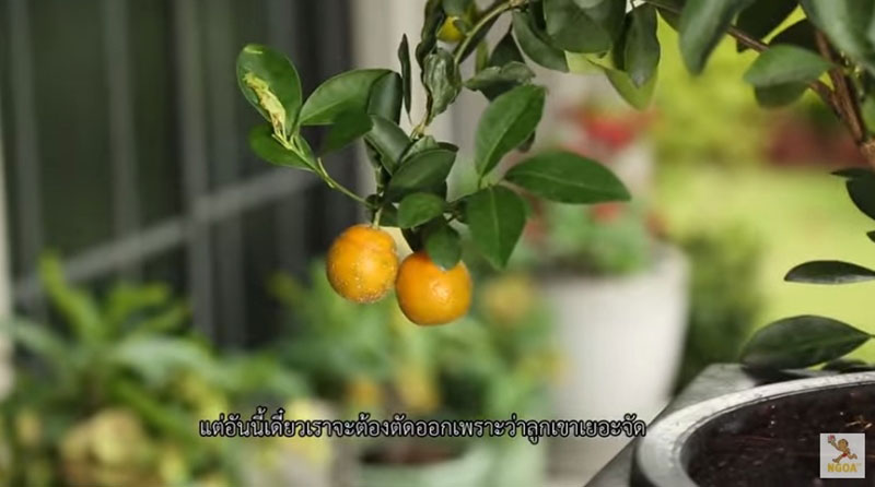 สวนหน้าบ้าน