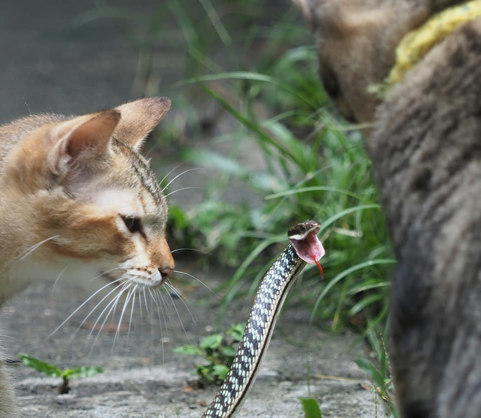 แมวหมู่