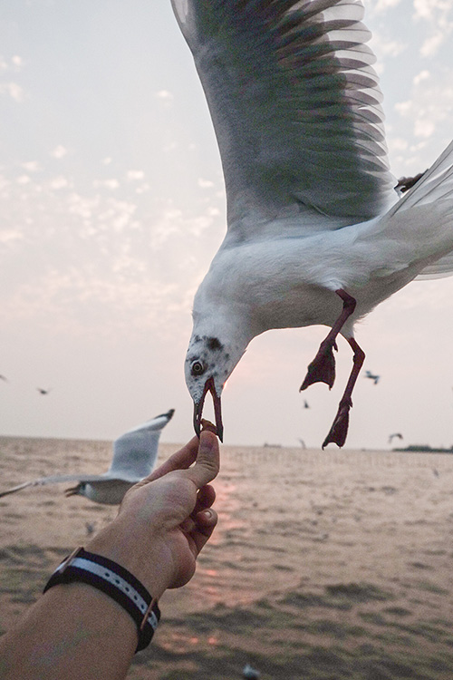สถานตากอากาศบางปู