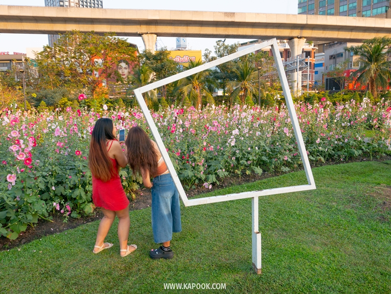 ทุ่งดอกฮอลลี่ฮ็อค สวนจตุจักร