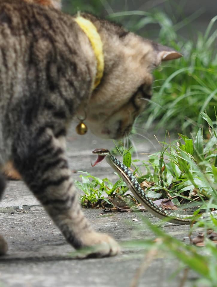 แมวหมู่