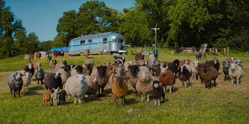 The Sheep Detectives แก๊งแกะรอยยอดนักสืบ หนังใหม่พฤษภาคม 2569 หนังใหม่ 2026 ภาพตัวอย่าง