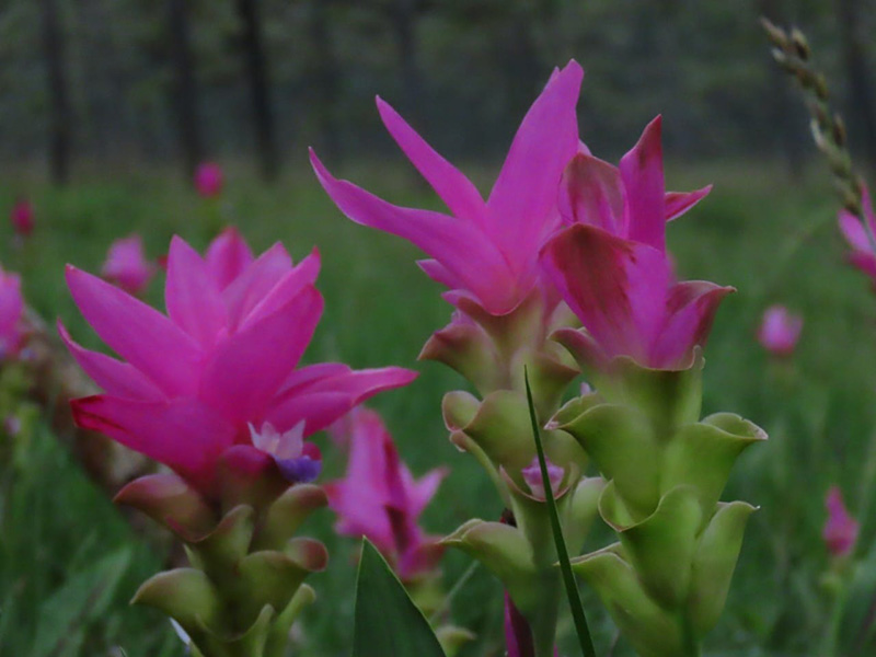 ดอกกระเจียว