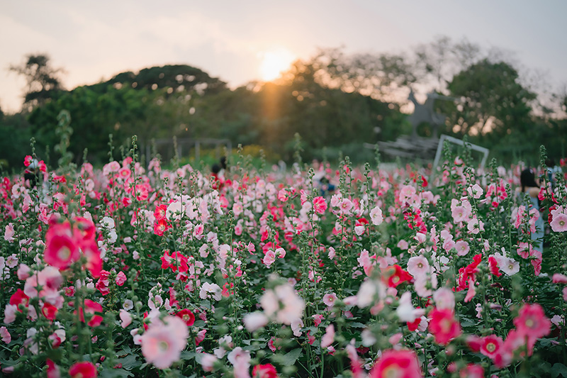 ทุ่งดอกฮอลลี่ฮ็อค สวนจตุจักร