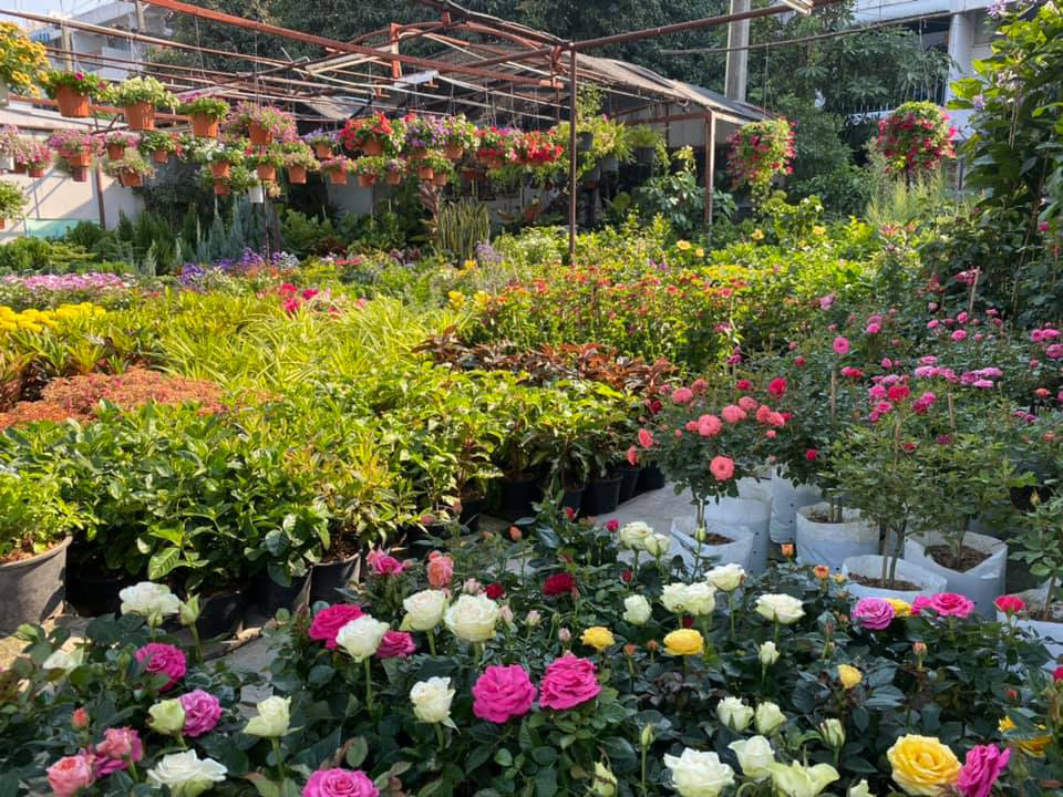 ตลาดต้นไม้