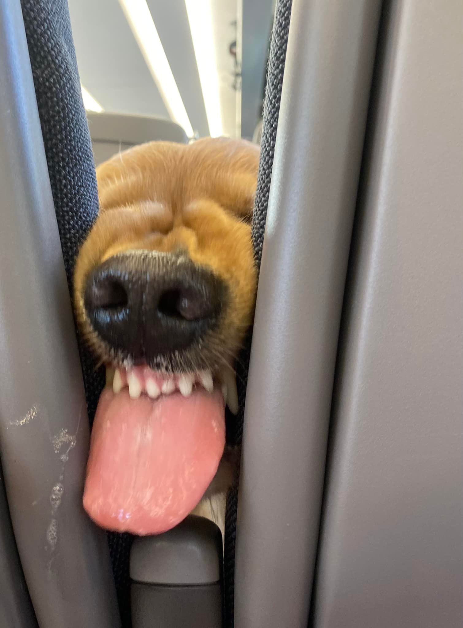 หมาโกลเด้น