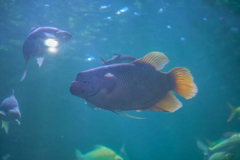 Aquarium สวนสัตว์เชียงใหม่ 