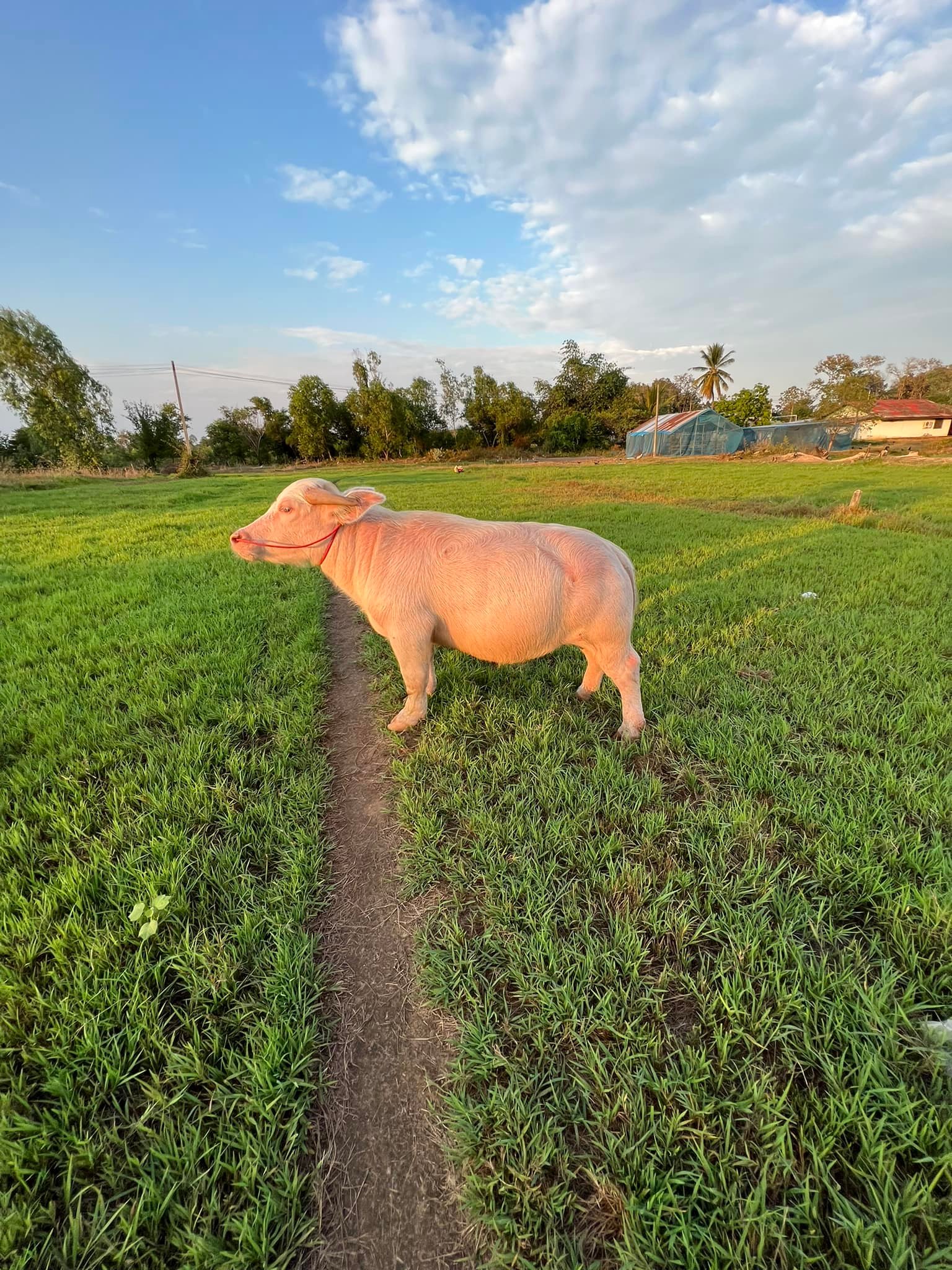 ควายแคระ