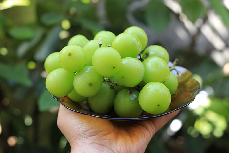 สูตรขนมหวานจากองุ่นไซมัสคัส รวมสูตรของหวาน องุ่นไซมัสคัส เค้ก เบเกอรี่ สูตรขนม