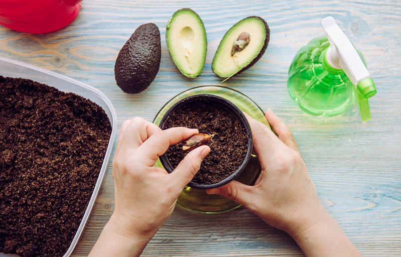 เพาะเมล็ดอะโวคาโด