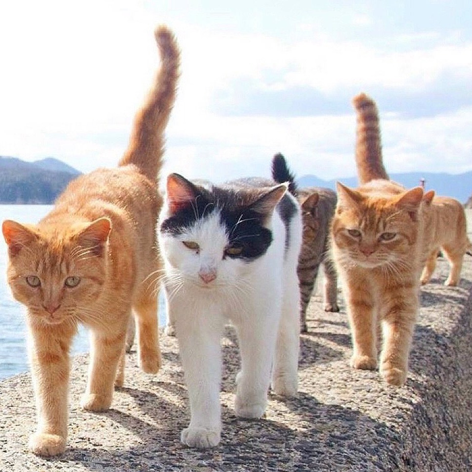 แมวจรญี่ปุ่น