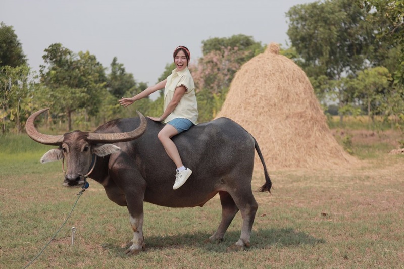 เลดี้ทุ่งกระบือบาล