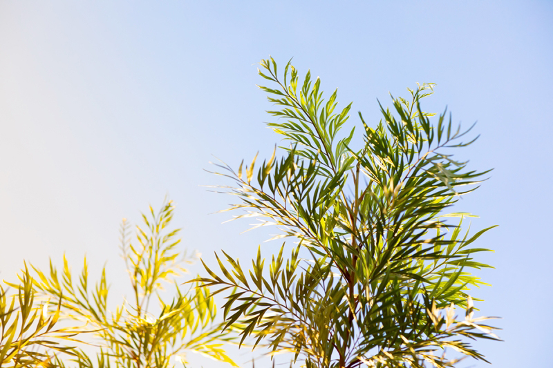 ต้นซิลเวอร์โอ๊ค