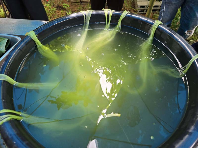 ผ้าใยสับปะรด เชียงราย