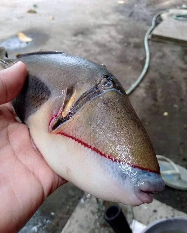 ปลาประหลาด
