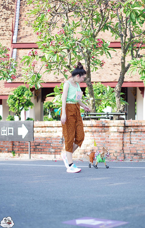 งานอยากวิ่งกับหมา  