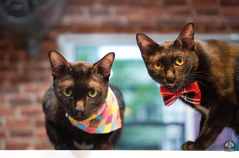 คาเฟ่แมว