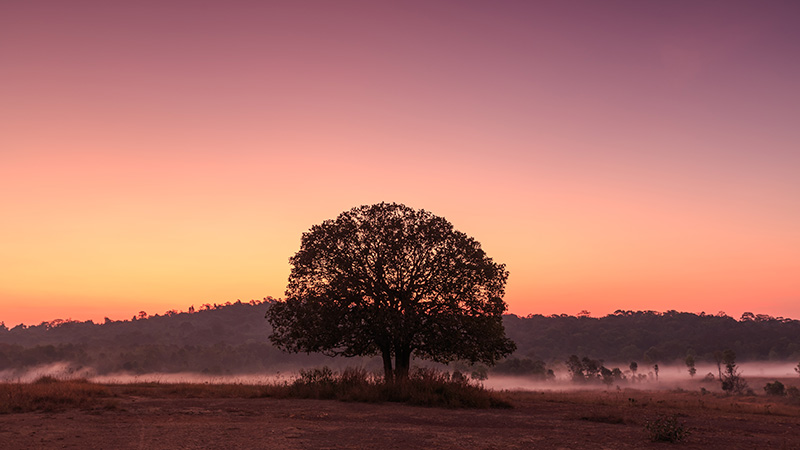 ทุ่งกระมัง 2569 เปิดการท่องเที่ยว