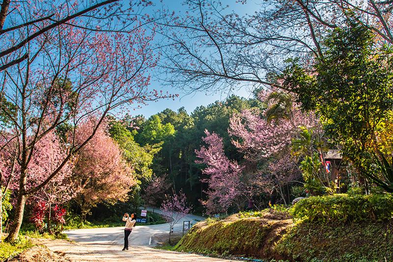 อุทยานแห่งชาติขุนสถาน จุดชมดอกนางพญาเสือโคร่ง 2568/2569