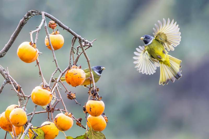 ฤดูหนาวจีน