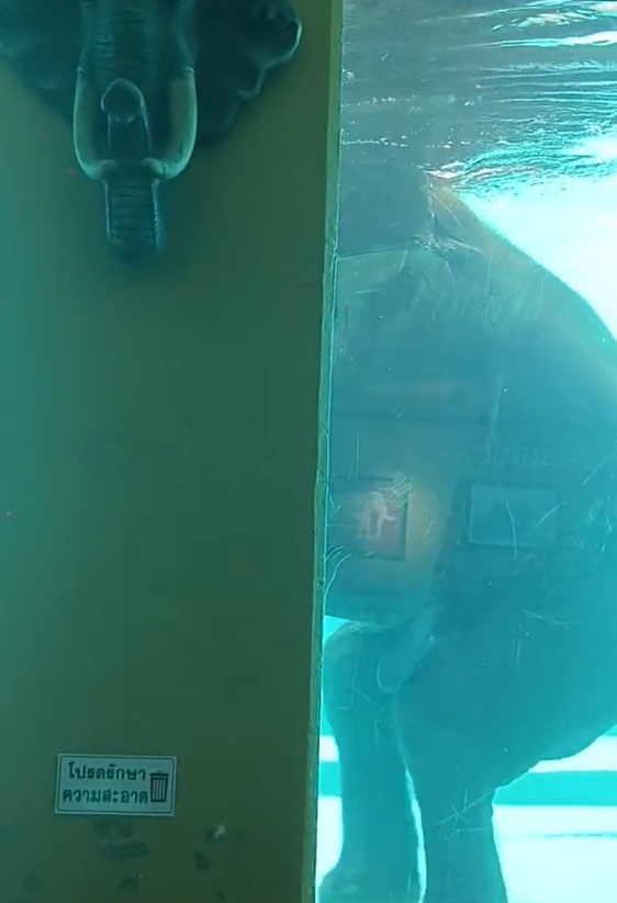 ช้างว่ายน้ำ