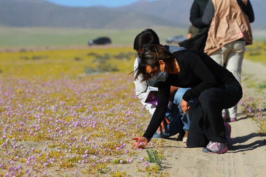 ทะเลทรายอาตากามา