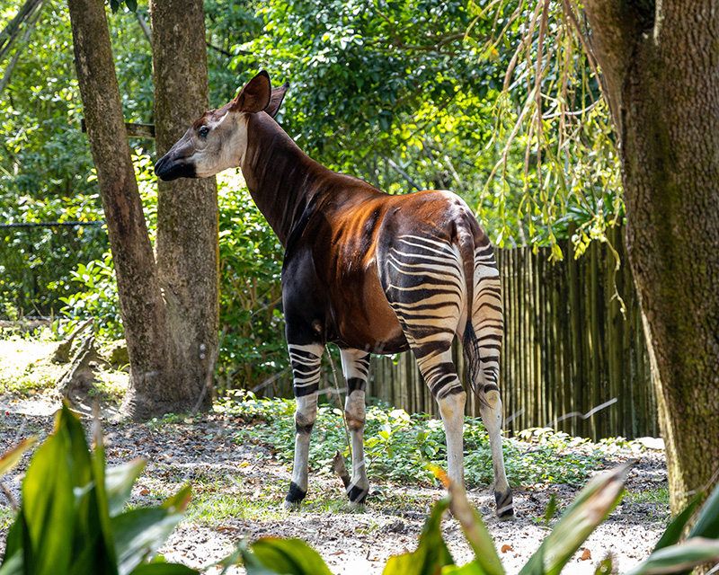 สัตว์แปลกจากทั่วโลก