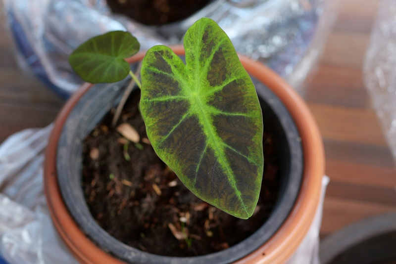 Colocasia Black Beauty