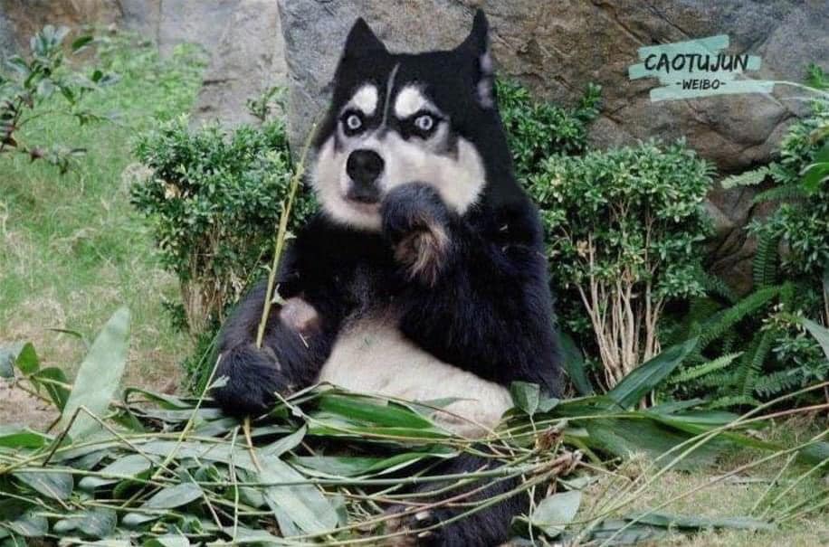 ไซบีเรียน ฮัสกี้