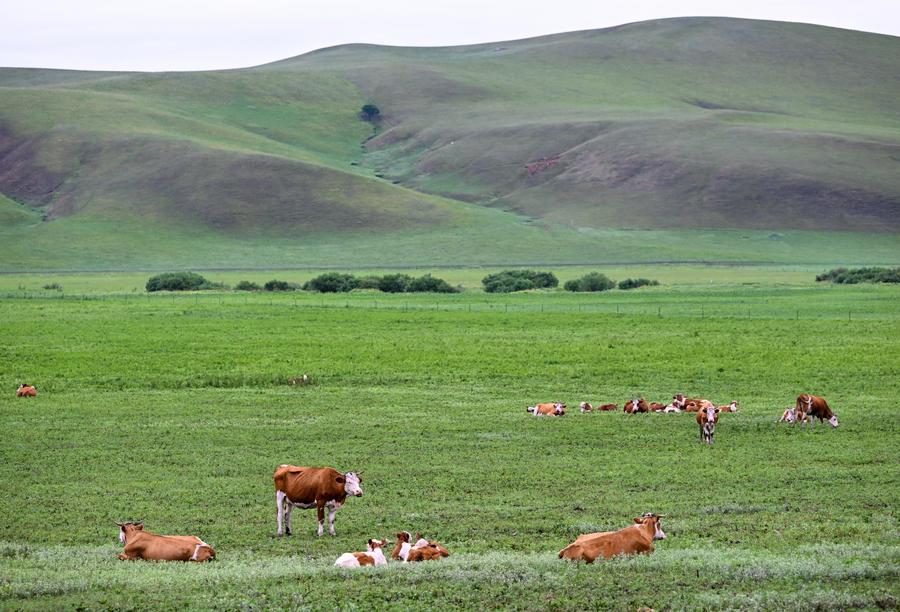 ทุ่งหญ้ามองโกเลีย