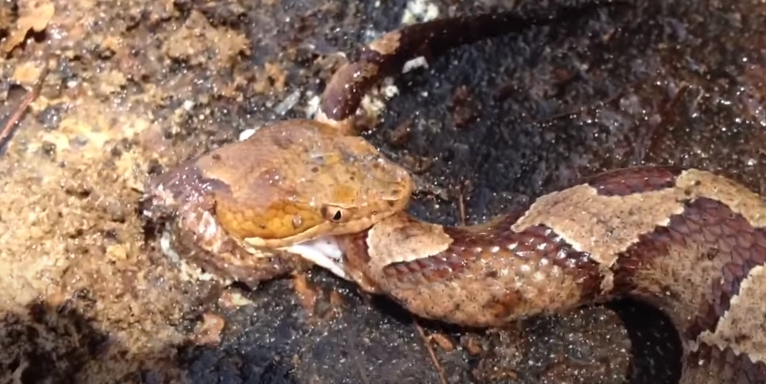 งูกัดหางตัวเอง