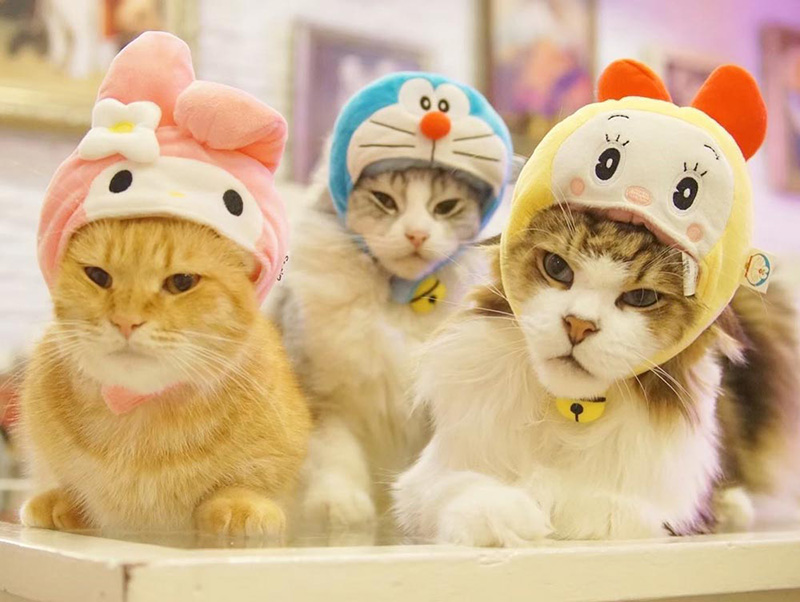 คาเฟ่แมว