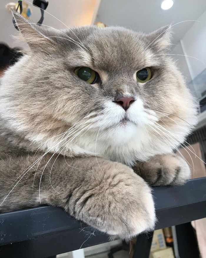 แมวอ้วน