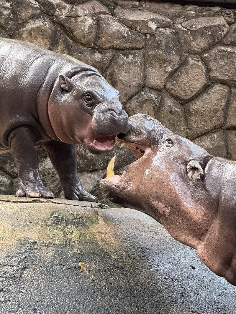 หมูเด้ง ยังฮอตไม่หยุด