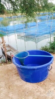 แมงปอ ชลธิชา