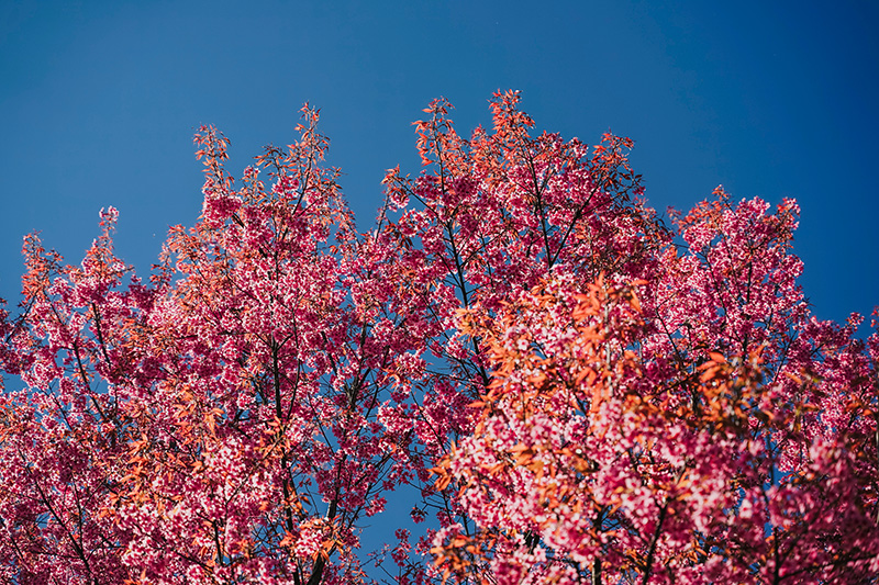 เที่ยวสวนดอกไม้-ไร่ชา เชียงราย 2568-2569