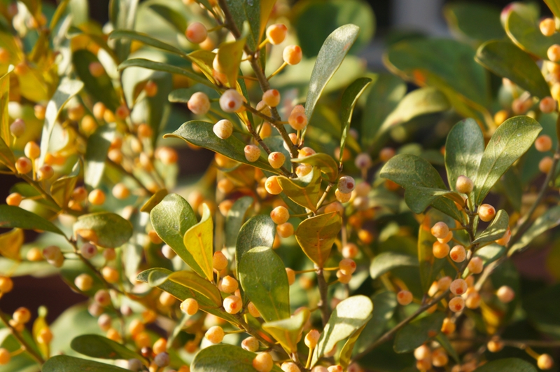 ต้นไทร ความเชื่อ