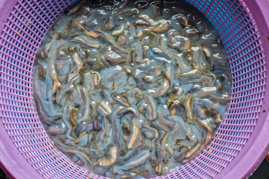 Tamilok Worm
