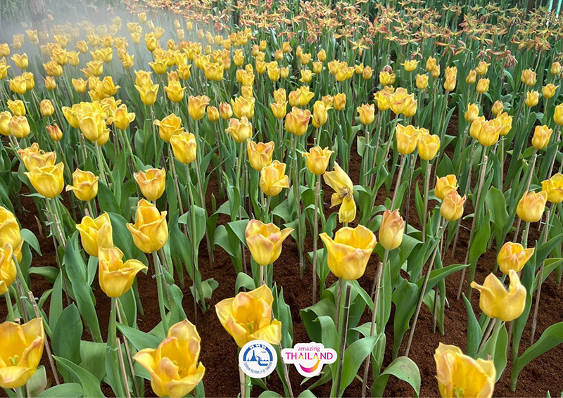 Colorful Garden in Phrae 2025 แพร่