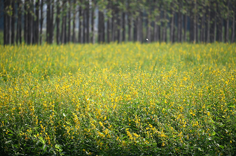 ทุ่งปอเทือง ม.เกษตรฯ กำแพงแสน