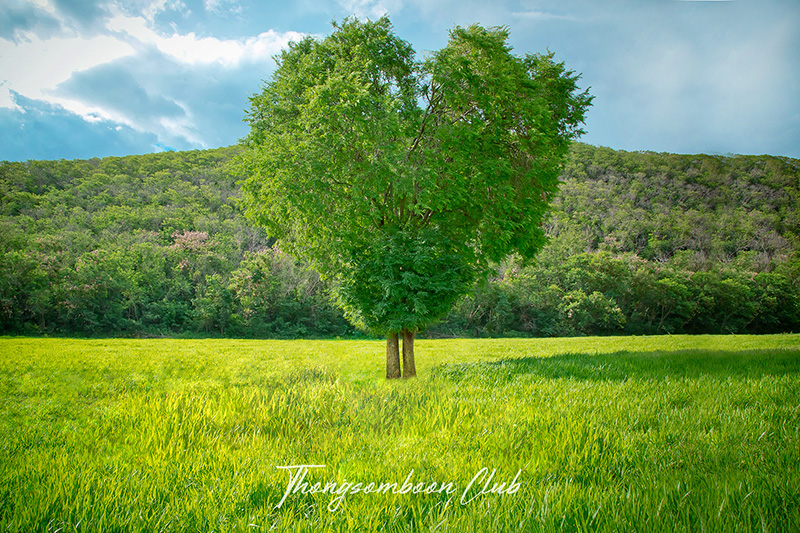 ต้นไม้รูปหัวใจ