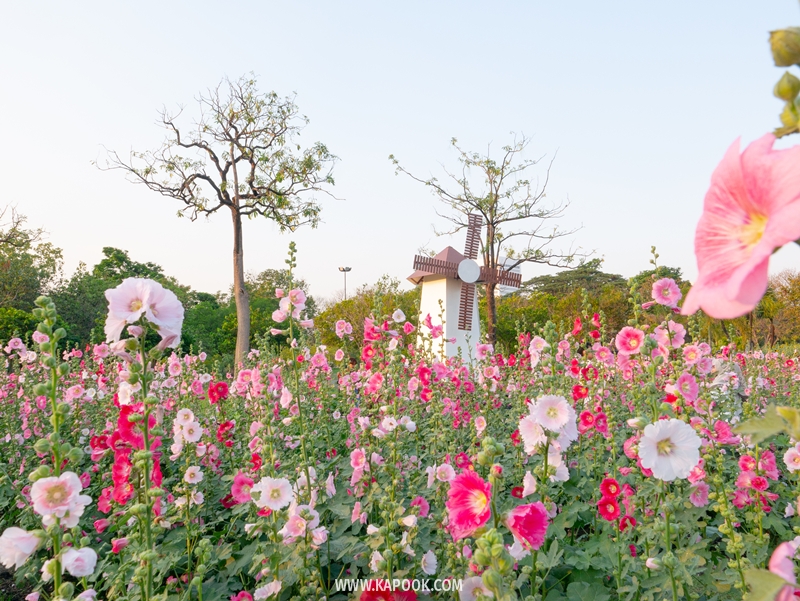 ทุ่งดอกฮอลลี่ฮ็อค สวนจตุจักร
